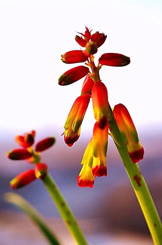 冬日里的四色立金花