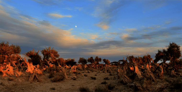 云游中国 | “云游”新疆伊吾，感受胡杨林的壮美