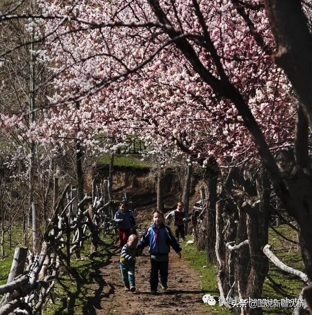 天山深处的小村庄,又是杏花盛开的季节 天山深处的小村庄,又是杏花盛开的季节
