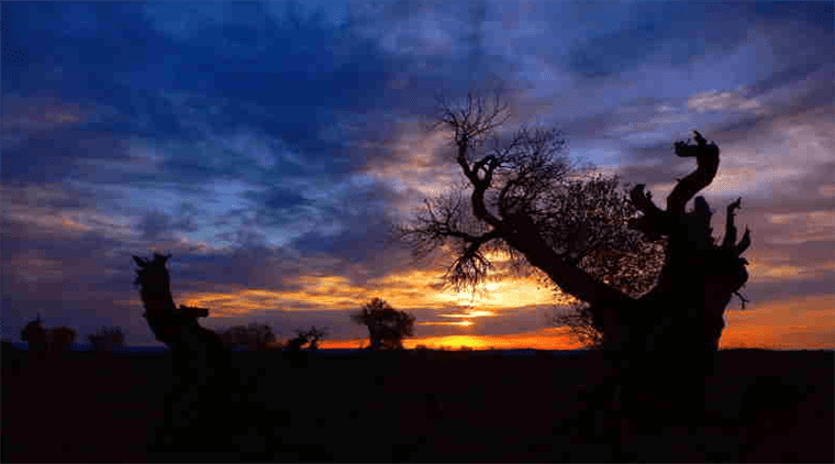 云游中国 | “云游”新疆伊吾，感受胡杨林的壮美