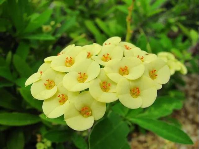 虎刺梅/铁海棠花