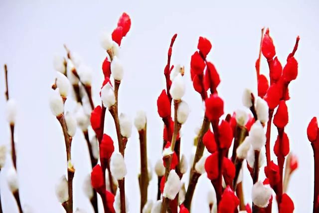 银柳～玉树银花满目春