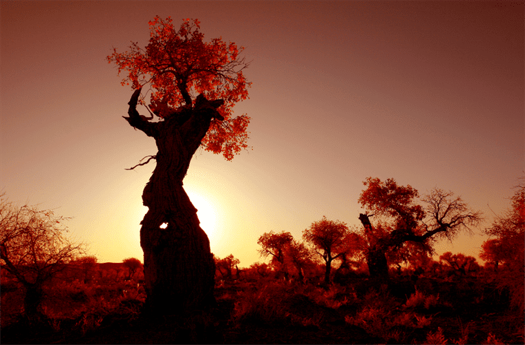 云游中国 | “云游”新疆伊吾，感受胡杨林的壮美