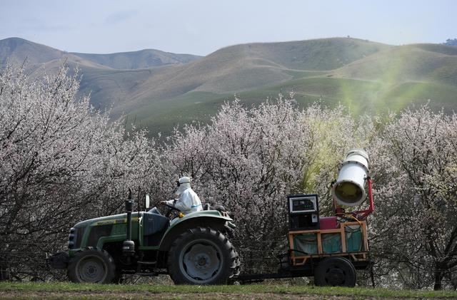 新疆伊犁杏花烂漫