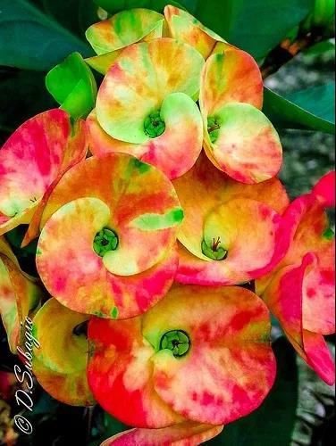 虎刺梅/铁海棠花