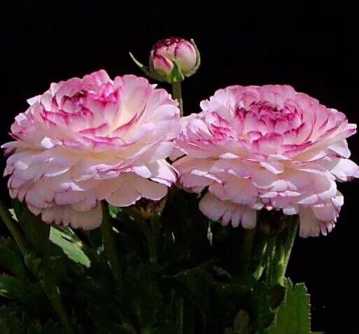 花毛莨～株姿玲珑秀美，花色丰富艳丽