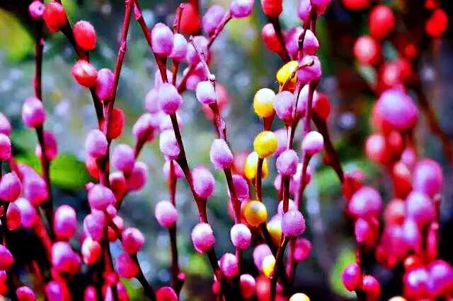 银柳～玉树银花满目春