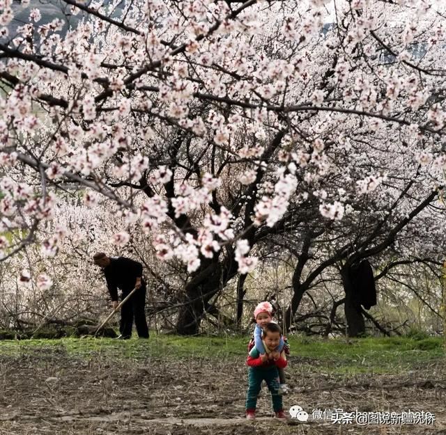 天山深处的小村庄,又是杏花盛开的季节 天山深处的小村庄,又是杏花盛开的季节
