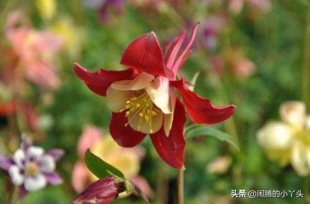 耧斗花开色彩缤纷，叶奇花美胜利之誓