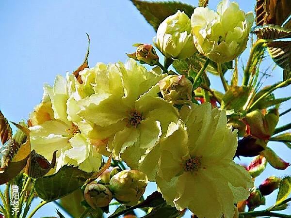 美在春天~淡绿淡黄的郁金樱 美在春天~淡绿淡黄的郁金樱