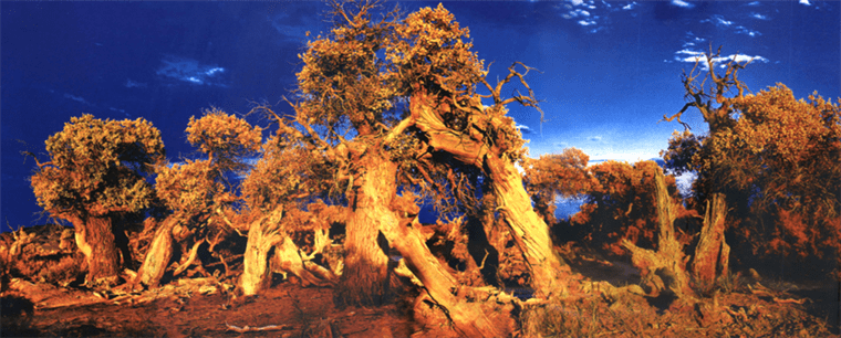 云游中国 | “云游”新疆伊吾，感受胡杨林的壮美