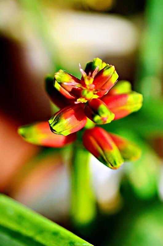 冬日里的四色立金花