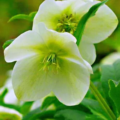 嚏根草~既可以观叶,也可以观花的常绿植物 嚏根草~既可以观叶,也可以观花的常绿植物