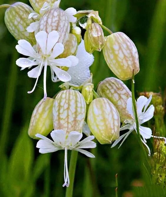 白玉草～铃铛般美丽的花朵