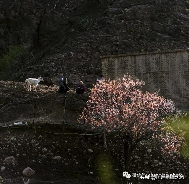 天山深处的小村庄,又是杏花盛开的季节 天山深处的小村庄,又是杏花盛开的季节