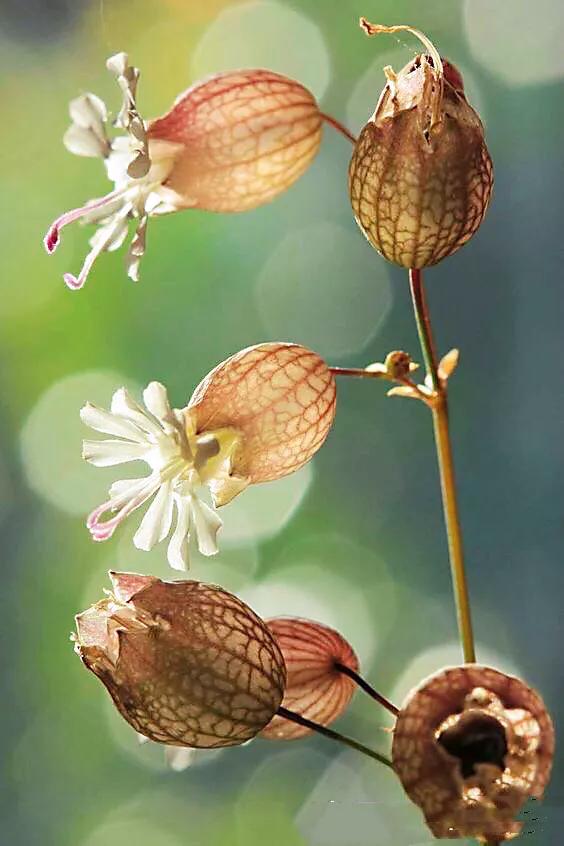 白玉草～铃铛般美丽的花朵