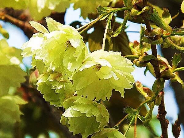 美在春天~淡绿淡黄的郁金樱 美在春天~淡绿淡黄的郁金樱