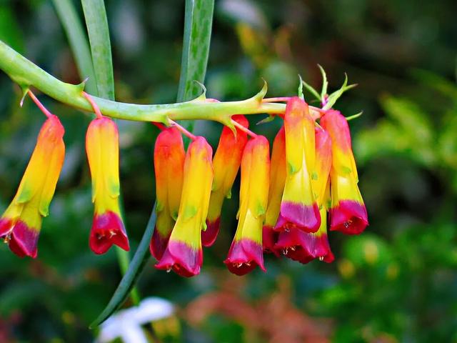 冬日里的四色立金花