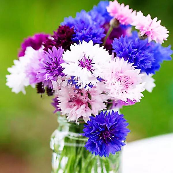 香矢车菊 · 香香的花儿开了 香矢车菊 · 香香的花儿开了