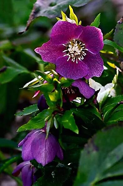 嚏根草~既可以观叶,也可以观花的常绿植物 嚏根草~既可以观叶,也可以观花的常绿植物