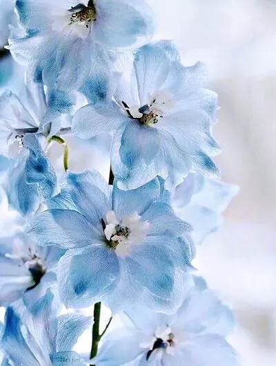 翠雀～花形如飞燕，花色多为蓝紫或淡紫，是珍贵的蓝色花卉资源