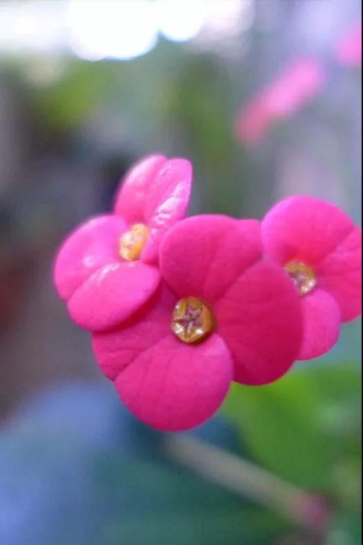 虎刺梅/铁海棠花