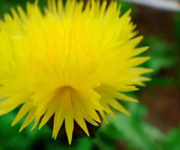 香矢车菊 · 香香的花儿开了 香矢车菊 · 香香的花儿开了