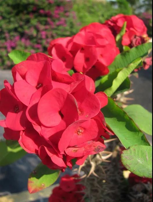 虎刺梅/铁海棠花