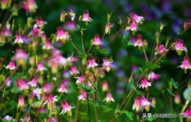 耧斗花开色彩缤纷，叶奇花美胜利之誓