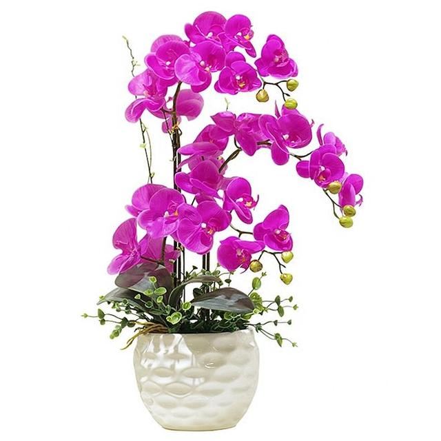 让人垂涎欲滴的蝴蝶兰