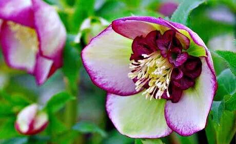 嚏根草~既可以观叶,也可以观花的常绿植物 嚏根草~既可以观叶,也可以观花的常绿植物