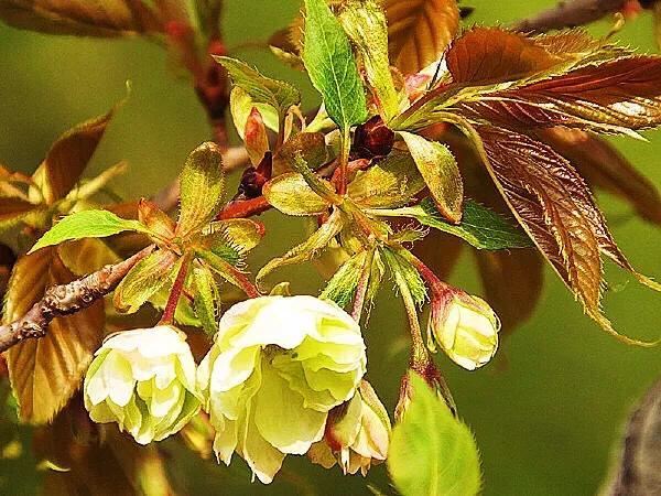 美在春天~淡绿淡黄的郁金樱 美在春天~淡绿淡黄的郁金樱