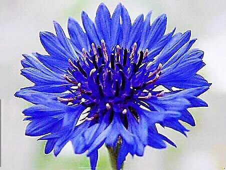 香矢车菊 · 香香的花儿开了 香矢车菊 · 香香的花儿开了