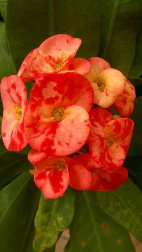 虎刺梅/铁海棠花