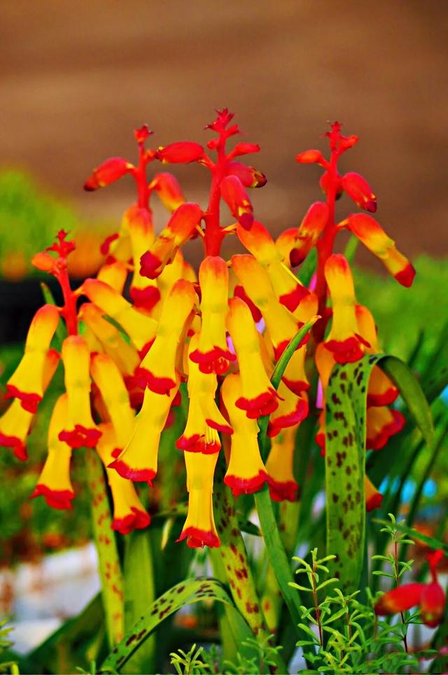 冬日里的四色立金花