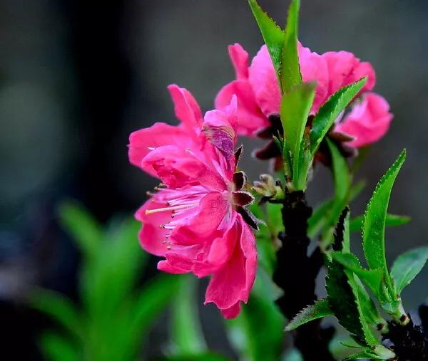 常见碧桃花品种举例