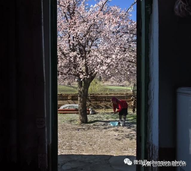 天山深处的小村庄,又是杏花盛开的季节 天山深处的小村庄,又是杏花盛开的季节