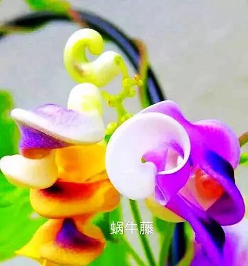 蜗牛藤~花蕾形似蜗牛低圆锥形的壳,故而得名。 蜗牛藤~花蕾形似蜗牛低圆锥形的壳,故而得名。