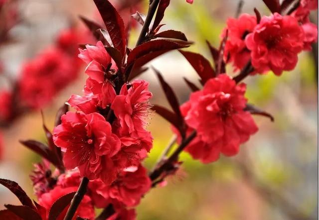 常见碧桃花品种举例