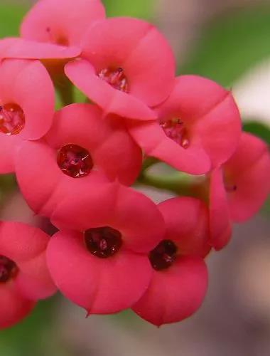 虎刺梅/铁海棠花