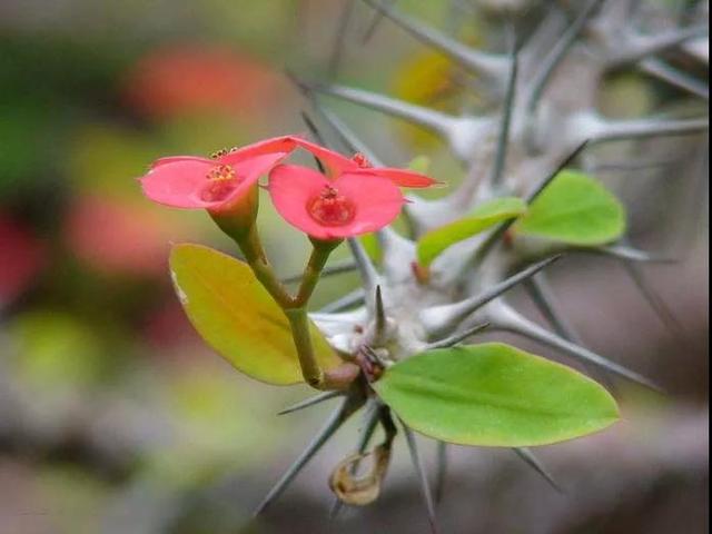 虎刺梅/铁海棠花