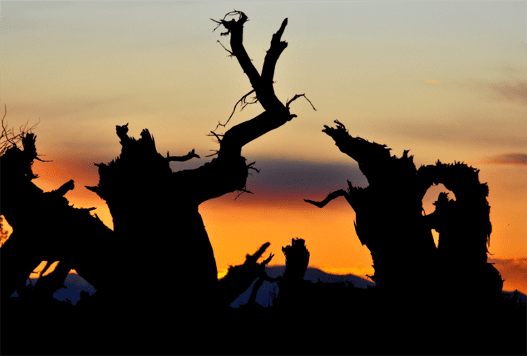 云游中国 | “云游”新疆伊吾，感受胡杨林的壮美