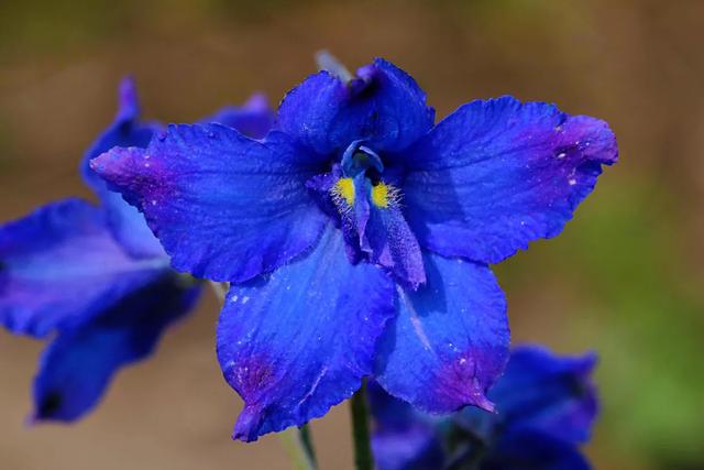 翠雀～花形如飞燕，花色多为蓝紫或淡紫，是珍贵的蓝色花卉资源
