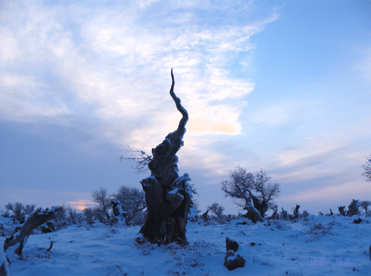 云游中国 | “云游”新疆伊吾，感受胡杨林的壮美
