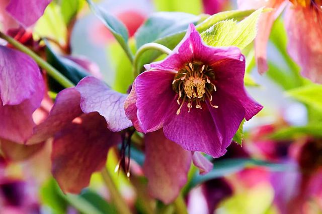 嚏根草~既可以观叶,也可以观花的常绿植物 嚏根草~既可以观叶,也可以观花的常绿植物