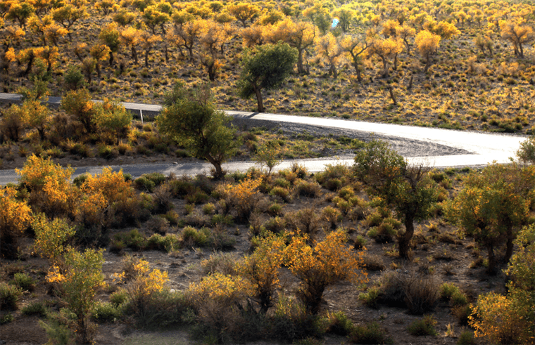 云游中国 | “云游”新疆伊吾，感受胡杨林的壮美