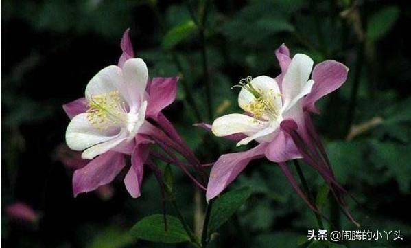 耧斗花开色彩缤纷，叶奇花美胜利之誓