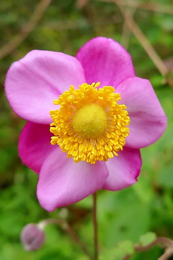 大火草～花朵淡粉红色或白色，素雅大方，可用来美化环境