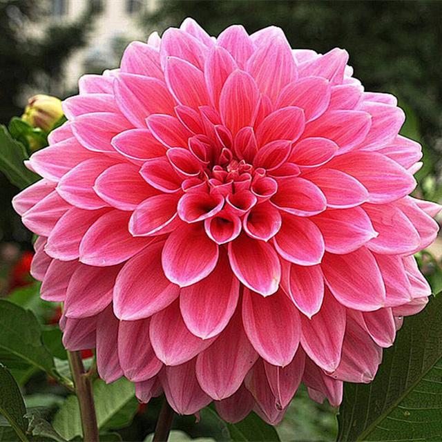 美丽的天竺牡丹，花色多花期长，真好看