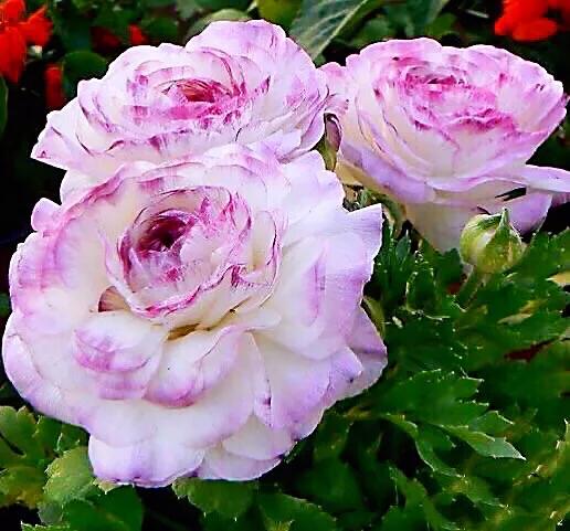 花毛莨～株姿玲珑秀美，花色丰富艳丽